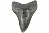 Large, Fossil Megalodon Tooth - South Carolina #86185-1